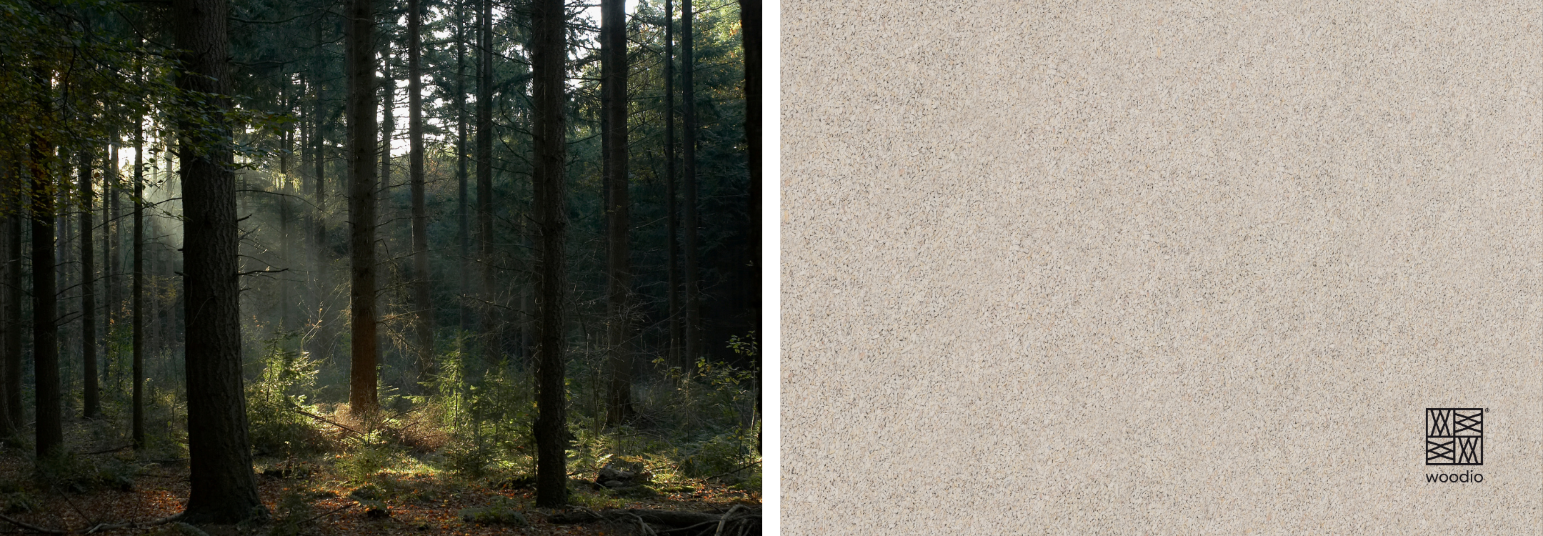 Woodio skog, bänkksiva Ava 